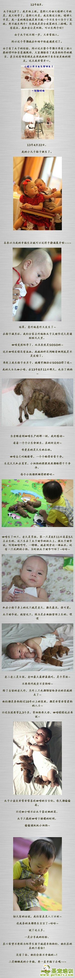 關于狗狗和孕婦和小孩的幸福生活
