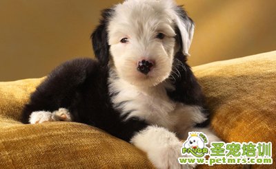 古代牧羊犬美容