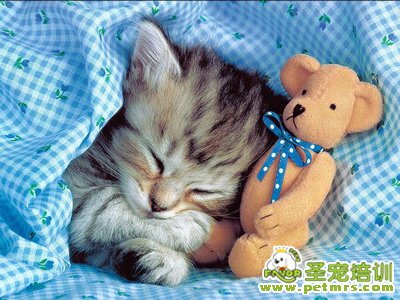 可愛的貓咪