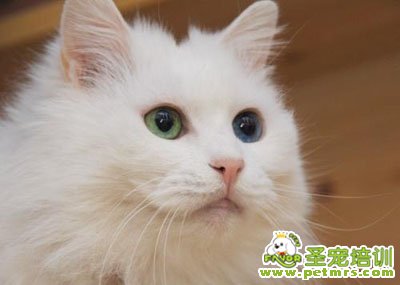 波斯貓