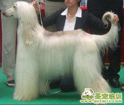 阿富汗犬