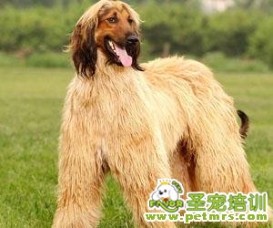 阿富汗獵犬