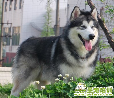 阿拉斯加犬