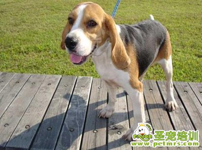 比格犬