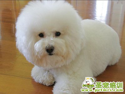 比熊犬