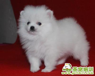 博美犬