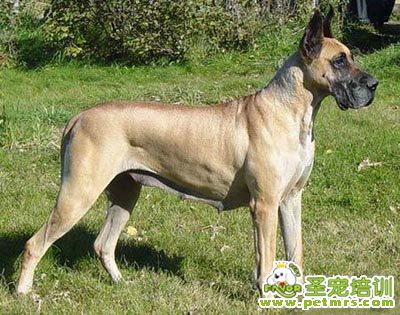 大丹犬