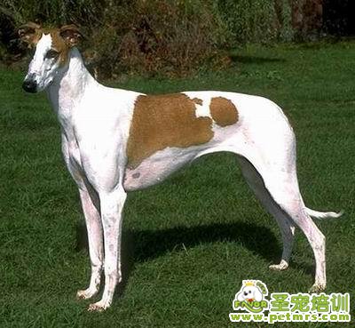 靈緹犬