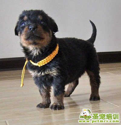 羅威納幼犬