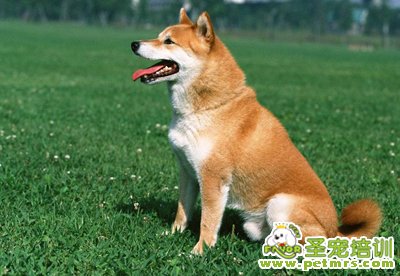 秋田犬的智商