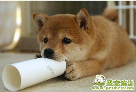 秋天犬選購技巧