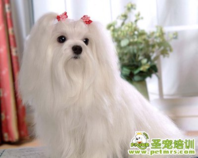 馬爾濟斯