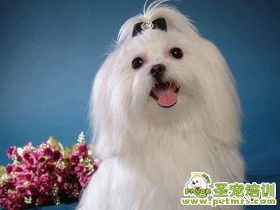 馬爾濟斯犬的智商