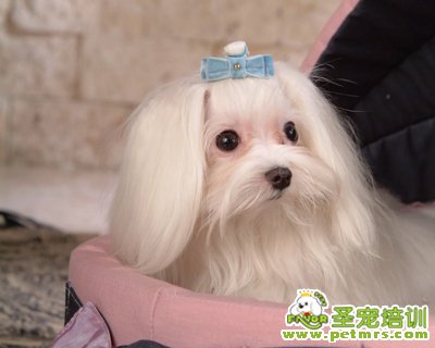 馬爾濟斯犬飼養