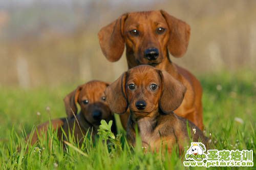 臘腸犬