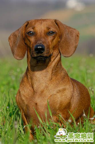 臘腸犬