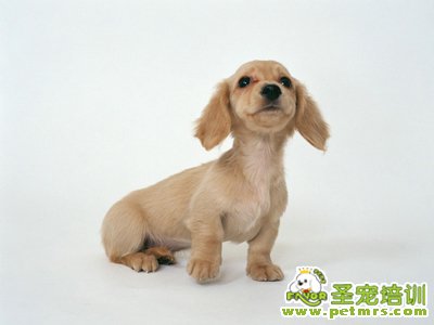 臘腸犬飼養