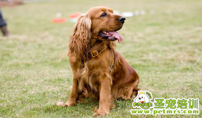 可卡犬分娩及懷孕跡象知識(shí)