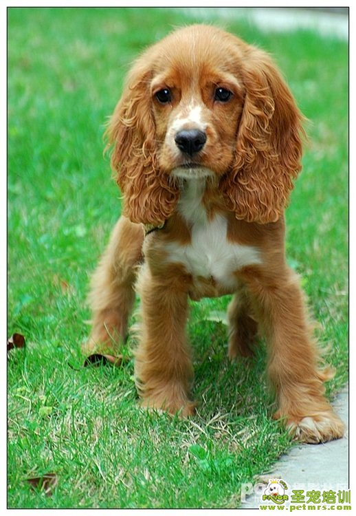 可卡幼犬