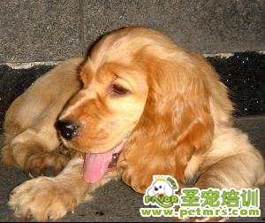 美國可卡犬