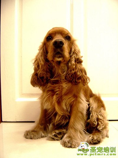 英國可卡犬