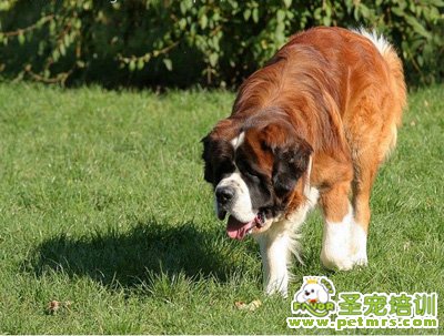 圣伯納犬眼睛護(hù)理