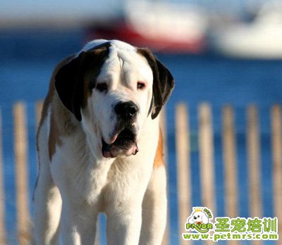 圣伯納犬耳朵護(hù)理