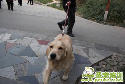 金毛犬美容