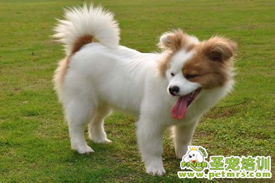 狗狗可愛
