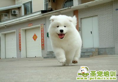 薩摩耶犬可愛