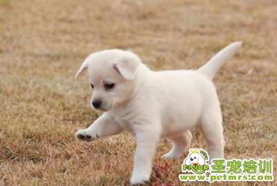 拉布拉多犬