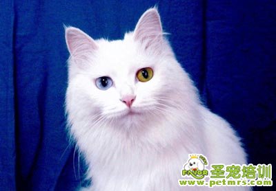 波斯貓