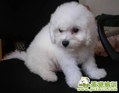 貴賓犬