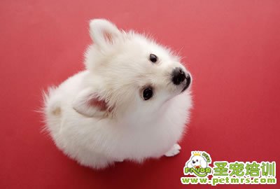 可愛(ài)的狗狗
