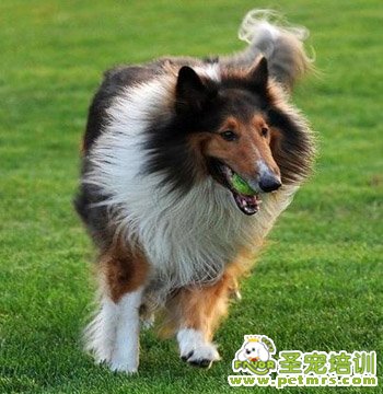 蘇格蘭牧羊犬