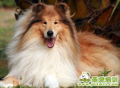 蘇格蘭牧羊犬