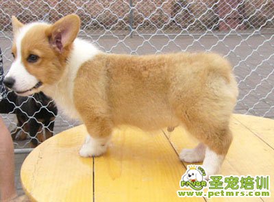 柯基犬