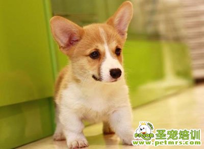 柯基犬