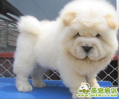 松獅犬標準