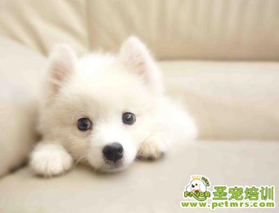 銀狐犬