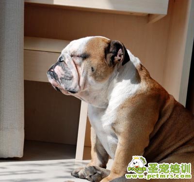 可愛狗狗