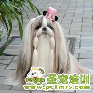 西施犬