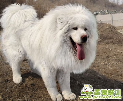 雪獒