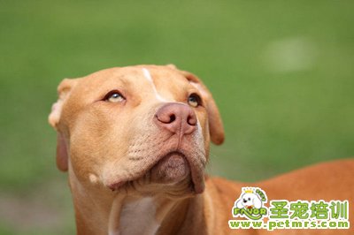 比特犬