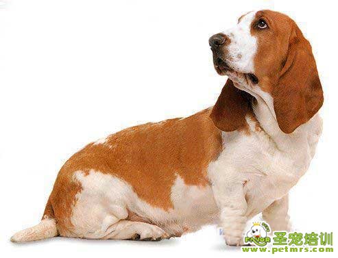 巴吉度犬