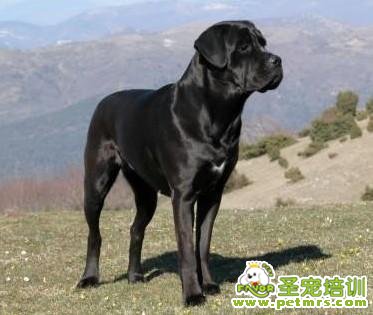 卡斯羅犬