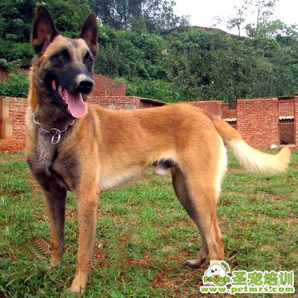 馬里努阿犬