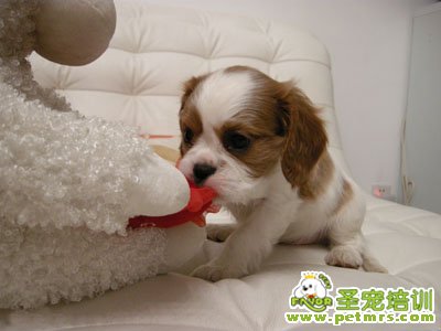 查理王小獵犬