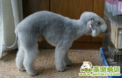 貝靈頓梗犬
