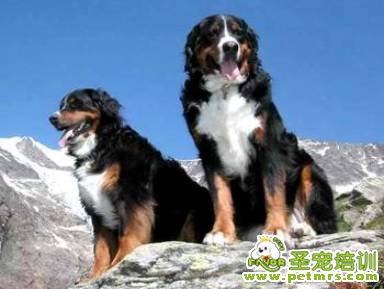 伯恩山犬